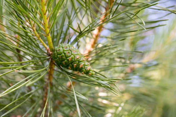 Çam dalı ile genç yeşil koni yakın çekim
