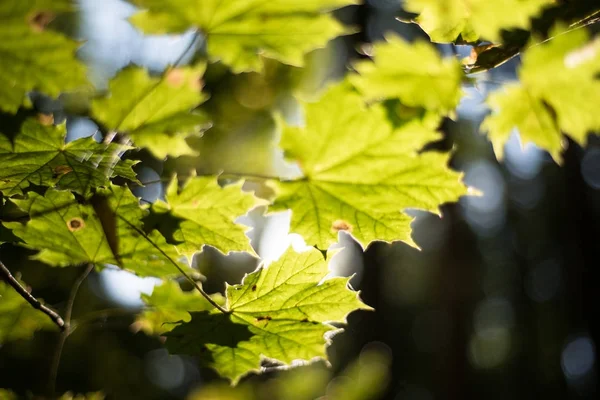 Foglie d'acero in autunno sole — Foto Stock