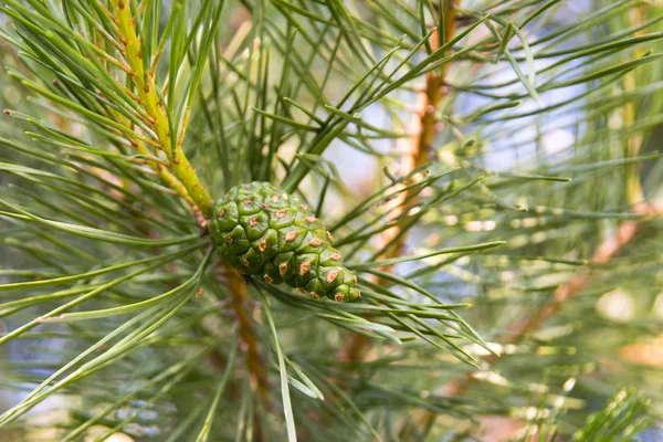 Pine branch with young green cones close-up Royalty Free Stock Images