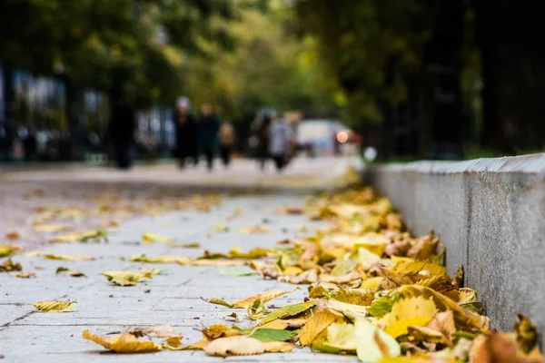 Automne Dans Parc Municipal Vue Depuis Niveau Sol Belles Feuilles — Photo