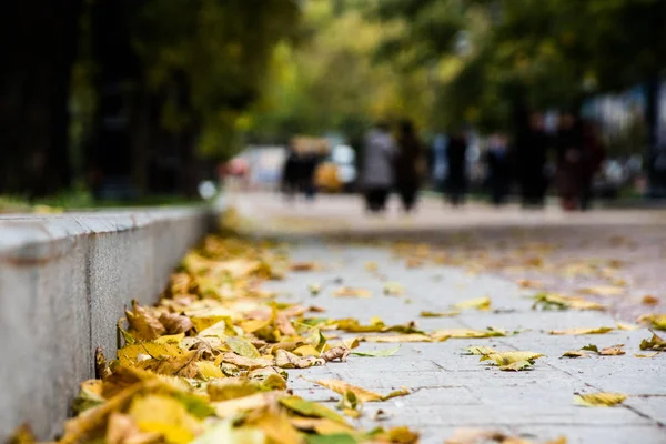 Automne Dans Parc Municipal Vue Depuis Niveau Sol Belles Feuilles — Photo