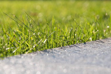 Kaldırım ağaç ve otların Şehir Parkı arasında bulanıklık. Zemin seviyesinden görüntülemek