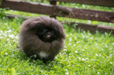Çimenlerin üzerinde oturan siyah pekingese köpek