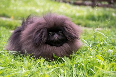 Yeşil çimenlerin üzerinde oturan sevimli siyah köpek pekingese köpek