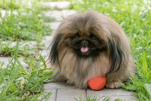 Bonito cachorro pekingese cão sentado na grama verde — Fotografia de Stock