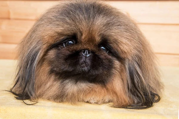 Cão de cachorro bonito pekingese — Fotografia de Stock