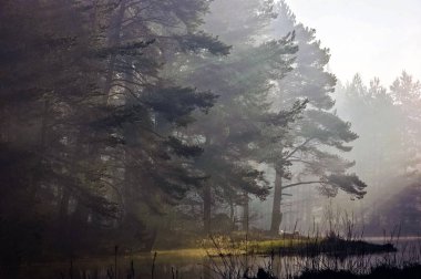 Sisli güneşli sabah mistik orman