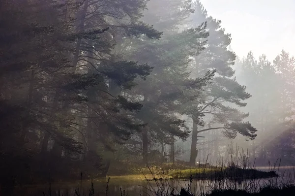 Sisli güneşli sabah mistik orman