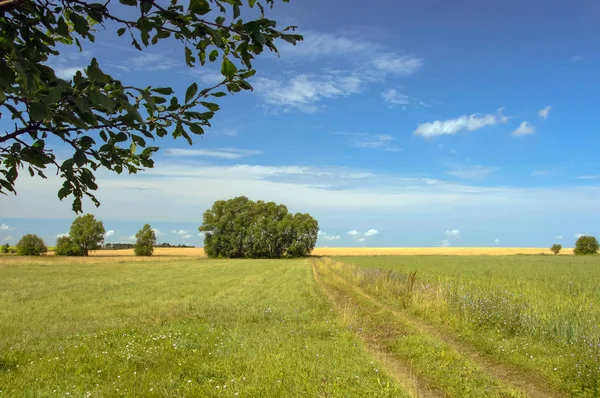Beautiful green sunny rural landscape with trees and clouds — Stock Photo, Image