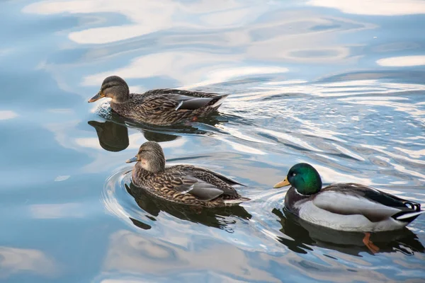 Enten auf dem Wasser — Stockfoto