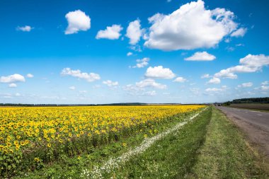 Ayçiçeği Tarlası, yatay yaz