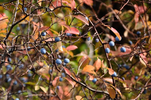 Wild rijpe bessen bessen op de bush. — Stockfoto