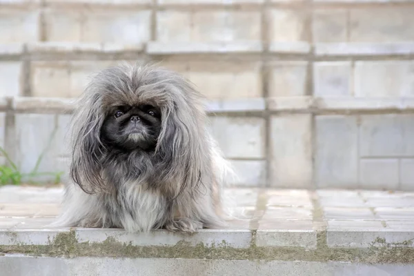 Vista frontal de um cão sentado assustado e triste pekingese — Fotografia de Stock