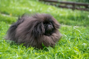 Yeşil çimenlerin üzerinde oturan sevimli siyah köpek pekingese köpek
