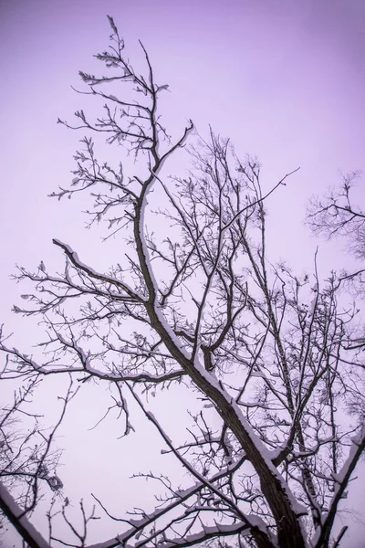 Looking up at trees branches in winter — Stock Photo, Image
