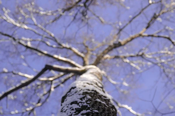 Looking up at trees branches in winter — Stock Photo, Image