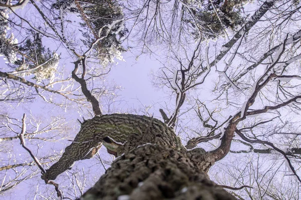 冬の木の枝を見上げてください。 — ストック写真