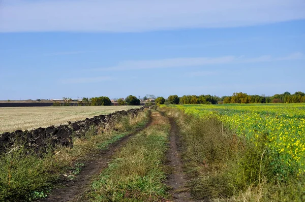 Summer rural dirt road between two fields — Stock Photo, Image