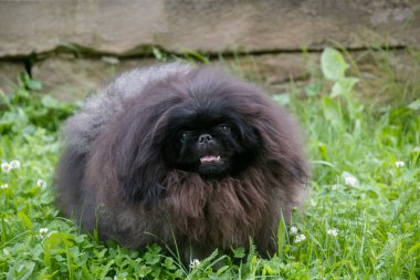 sevimli siyah köpek komik köpek açık havada