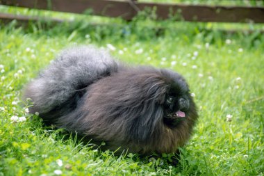 sevimli siyah köpek komik köpek açık havada