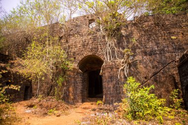 Eski bina duvar kaplama orman banyan Ağaç kökleri