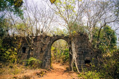 Eski bina duvar kaplama orman banyan Ağaç kökleri