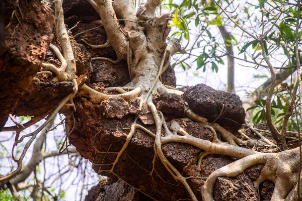 Dschungel Banyan Baumwurzeln bedecken alte Hauswand — Stockfoto