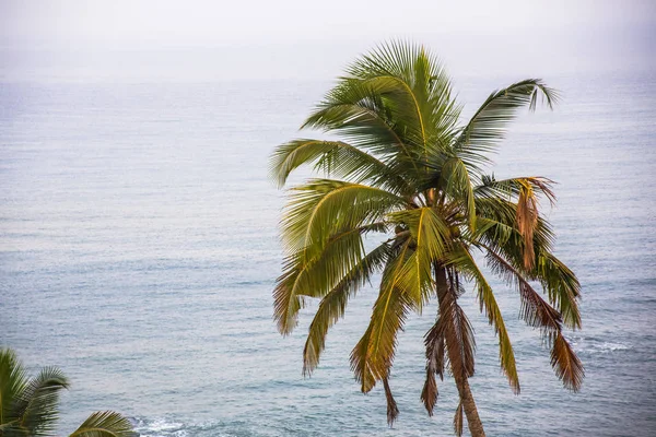 Пальма на фоні моря вранці — стокове фото