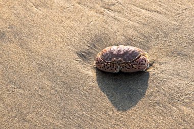 Temiz kum plajındaki closeup Yengeç