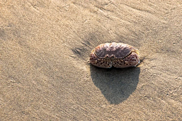 Großaufnahme Krabbe am sauberen Sandstrand — Stockfoto