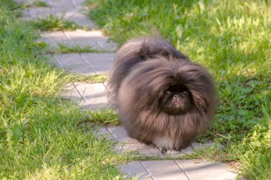 Siyah köpek yavrusu pekingese köpek yeşil çimenlerin üzerinde çalıştırmak