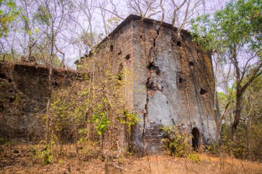 Eski bina kapsayan orman banyan Ağaç kökleri