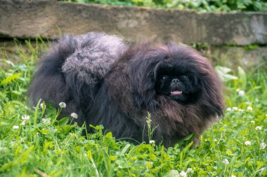 sevimli siyah köpek komik köpek açık havada