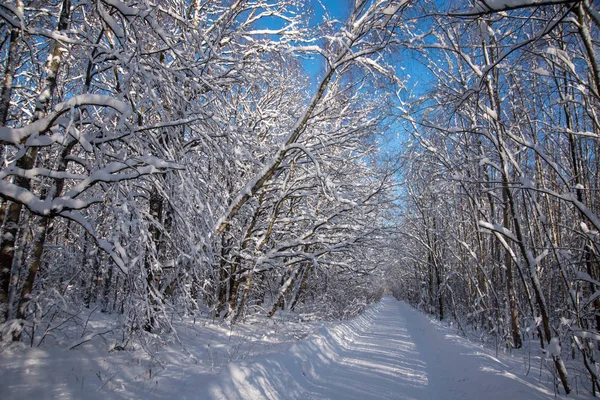 Paisaje de invierno en bosque de nieve — Foto de Stock