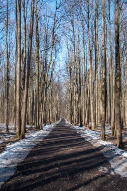 erken baharda bir ormanda yol