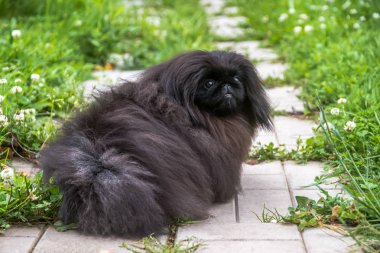 sevimli siyah köpek komik köpek açık havada