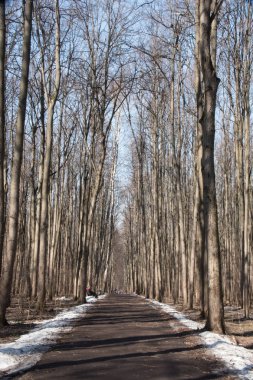 erken baharda bir ormanda yol