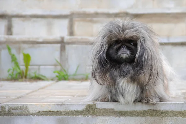 Vista frontal de um cão sentado assustado e triste pekingese — Fotografia de Stock