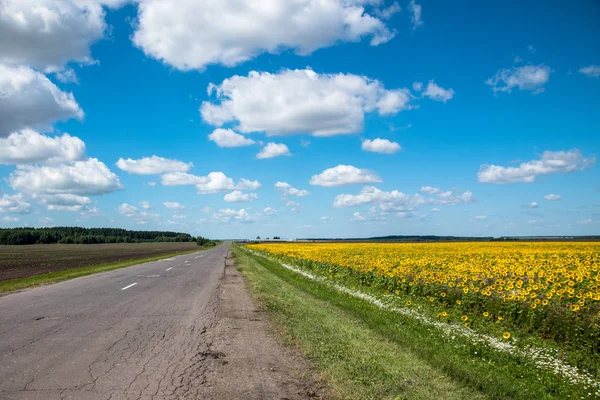 Summer landscape with a field of sunflowers — Stock Photo, Image