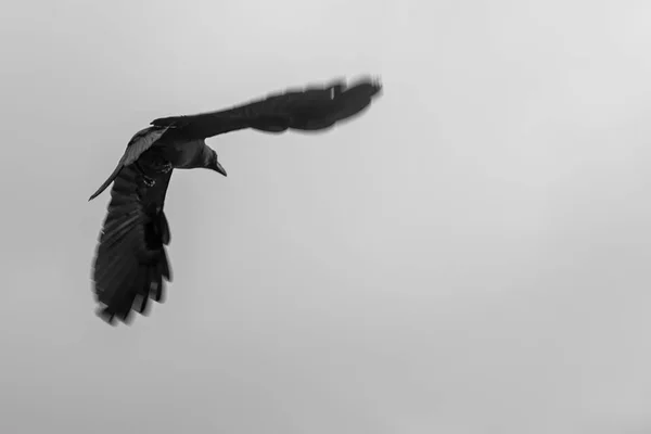 Açık gökyüzünde uçan Blackbird silueti — Stok fotoğraf