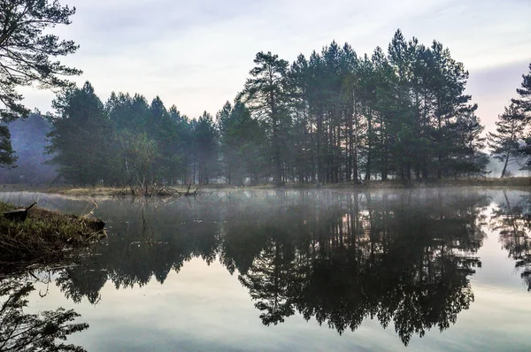 Mysterious morning time in forest — Stock Photo, Image