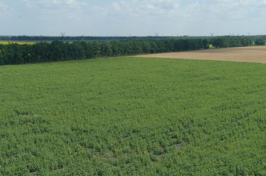 Ayçiçeği alan ve gökyüzü