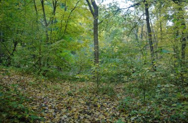 Puslu sabah ile ormanın içinde çam