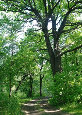 Bir orman glade güneşli sabah
