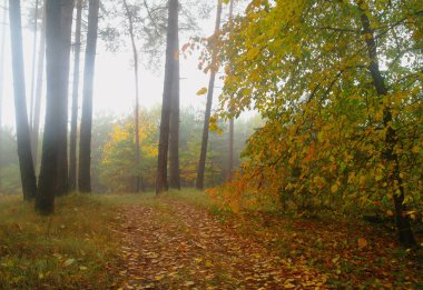 sonbahar orman puslu sabah ile