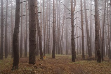 Puslu sabah ile ormanın içinde çam