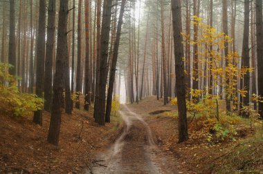 Sisteki sonbahar ülkede yol