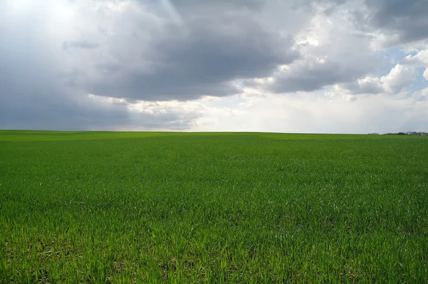 Пшеничное поле и небо с облаками — стоковое фото