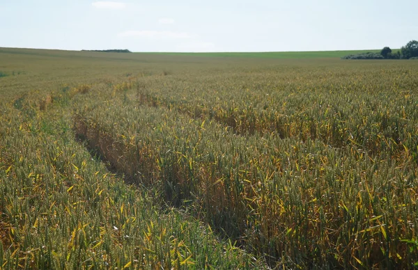 Lucht en gouden veld — Stockfoto