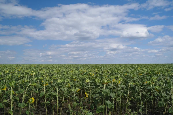 Sunflower field and cloudy sky — Stock Photo, Image